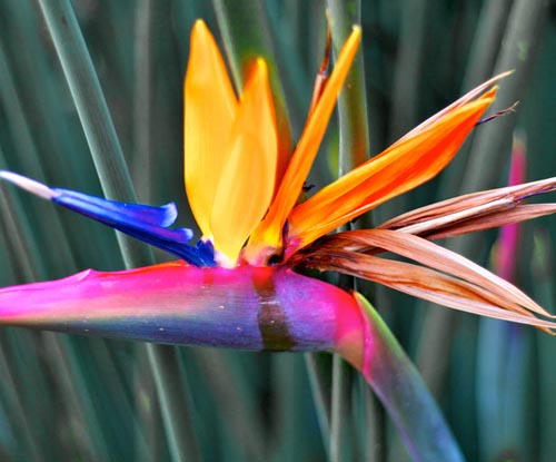 Strelitzia: foto en verzorging thuis