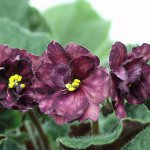 Schaduwminnende kamerplanten Schaduwminnende kamerplanten