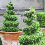 Topiary kunst Topiary kunst
