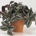 Tradescantia: beschrijving en zorgzaamheid