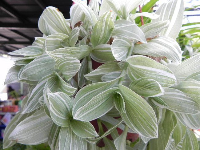Tradescantia: beschrijving en zorgzaamheid