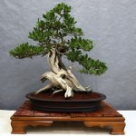 Zorg voor bonsai Zorg voor bonsai