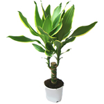Zorg voor dracaena Zorg voor dracaena