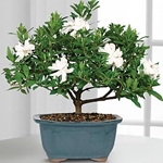 Zorg voor gardenia thuis, foto