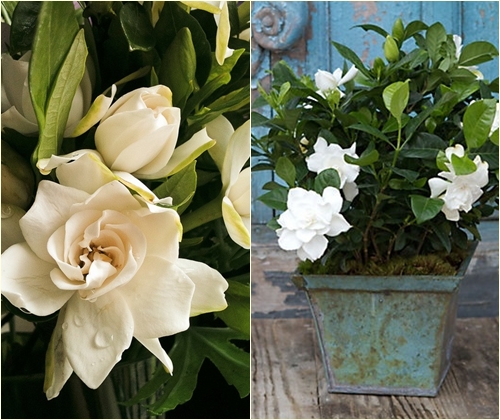 Zorg voor gardenia thuis, foto Zorg voor gardenia thuis, foto