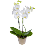 orchidee