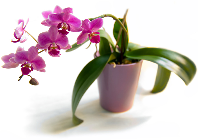 Orchideeënverzorging thuis