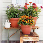 Verzorging van planten in containers