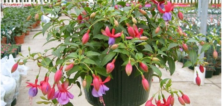 fuchsia bloem