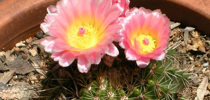 Soorten cactussen: wat zijn de namen van huisgemaakte cactussen?