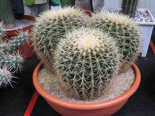 Soorten cactussen: wat zijn de namen van huisgemaakte cactussen?
