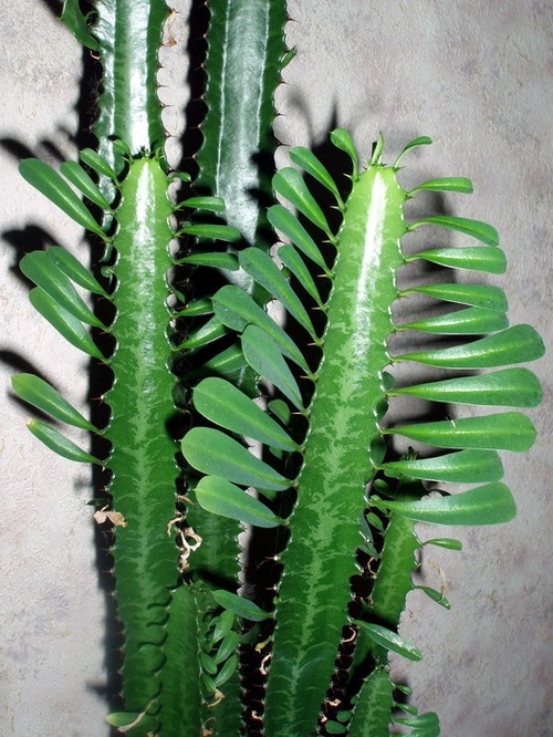 Soorten cactussen: wat zijn de namen van huisgemaakte cactussen?