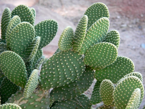 Soorten cactussen: wat zijn de namen van huisgemaakte cactussen?