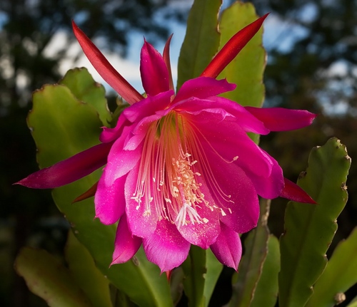 Soorten cactussen: wat zijn de namen van huisgemaakte cactussen?
