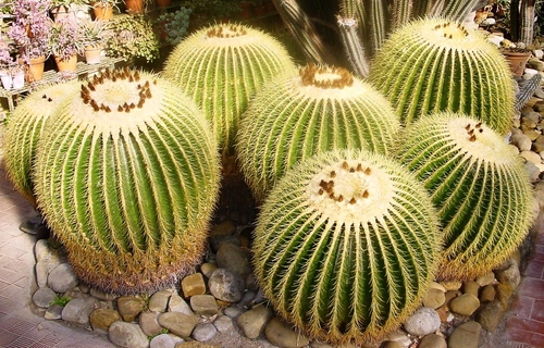 Soorten cactussen: wat zijn de namen van huisgemaakte cactussen?