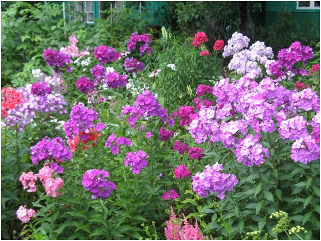 Phlox op de juiste manier laten groeien