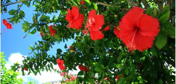 Hibiscus bloemen