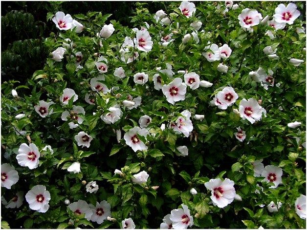 witte bloemen