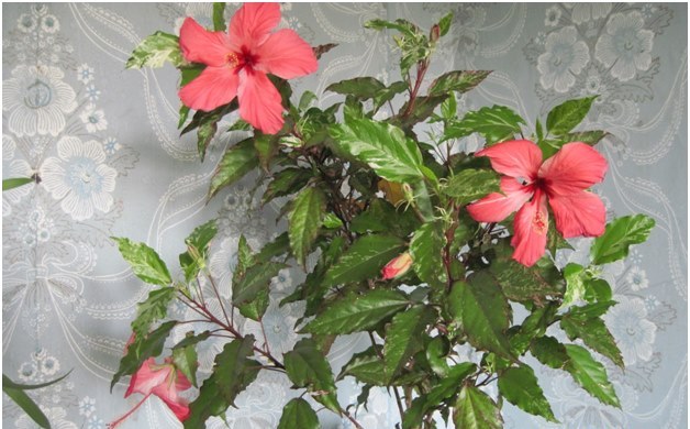 hibiscus in het huis