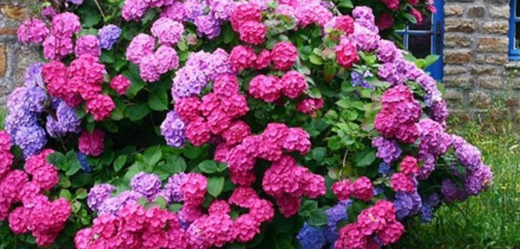 bloemen hortensia's