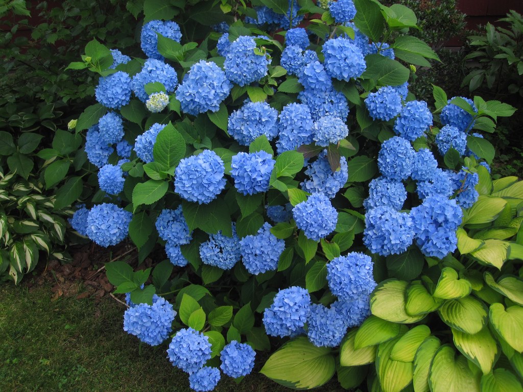 Thuis groeiende hortensia's