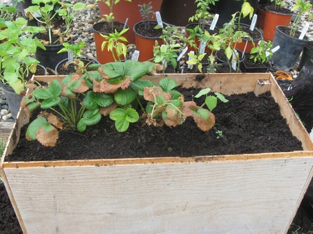 Verbouw aardbeien en aardbeien op de vensterbank