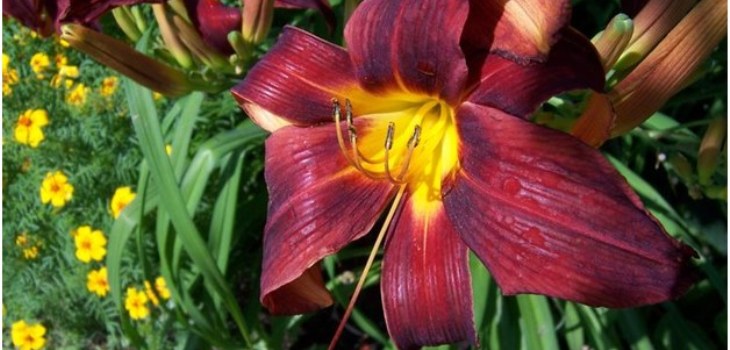 bloem van het dagkind