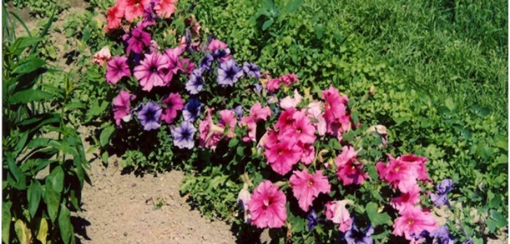 petunia's in de tuin