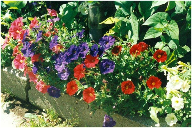 mooie petunia