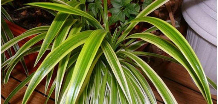 chlorophytum plant