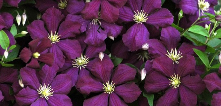 Clematis bloemen