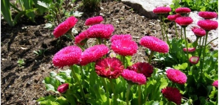 bloemen van madeliefjes