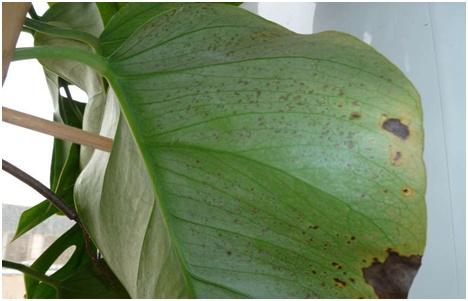 zieke monstera