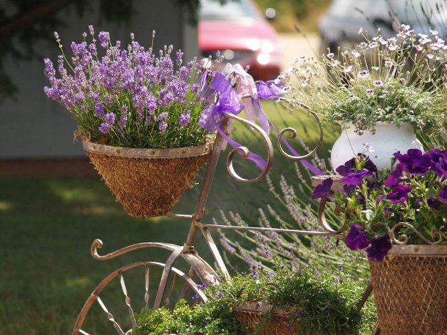 Lavendel thuis kweken Lavendel thuis kweken