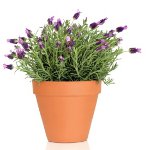 Lavendel thuis kweken