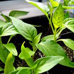 Groeiende peper zaailingen Groeiende peper zaailingen