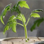 Groeiende tomatenzaaien