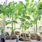 Groeiende tomatenzaaien