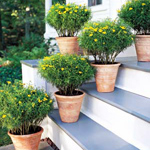 Teelt van planten in containers