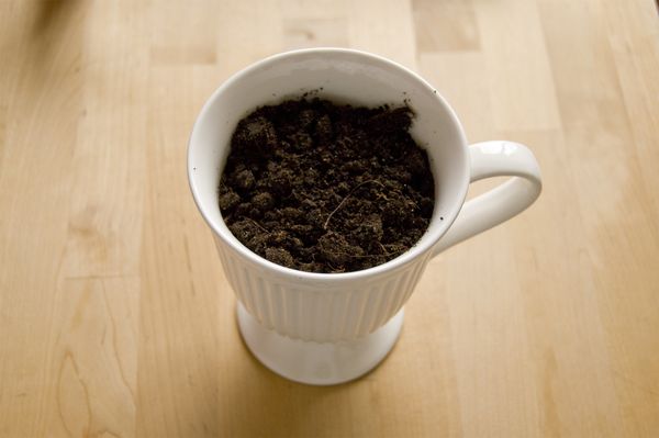 Teelt van rucola in huisomstandigheden