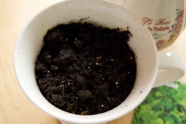 Teelt van rucola in huisomstandigheden