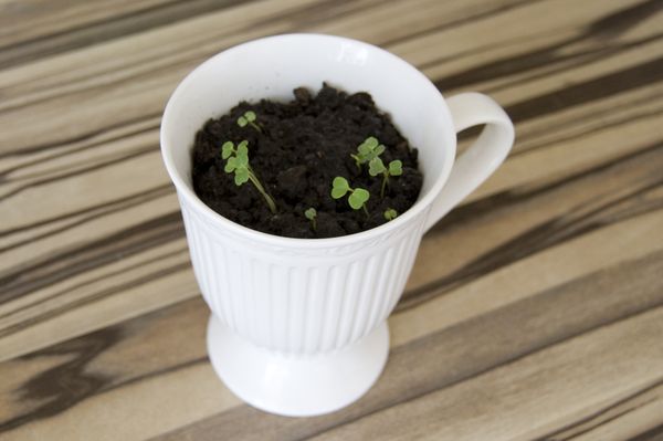 Teelt van rucola in huisomstandigheden
