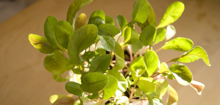 Teelt van rucola in huisomstandigheden