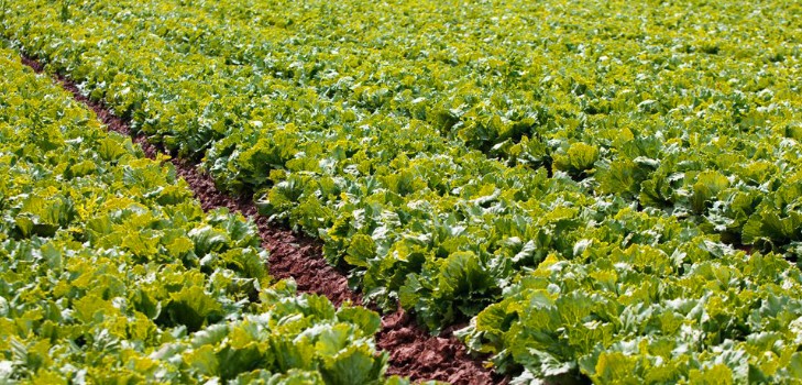 Salade kweken in theorie en praktijk, nuttige adviezen en aanbevelingen