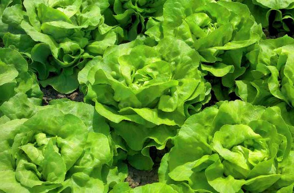 Salade kweken in theorie en praktijk, nuttige adviezen en aanbevelingen