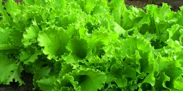 Salade kweken in theorie en praktijk, nuttige adviezen en aanbevelingen
