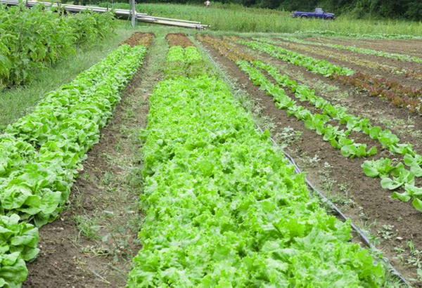 Salade kweken in theorie en praktijk, nuttige adviezen en aanbevelingen