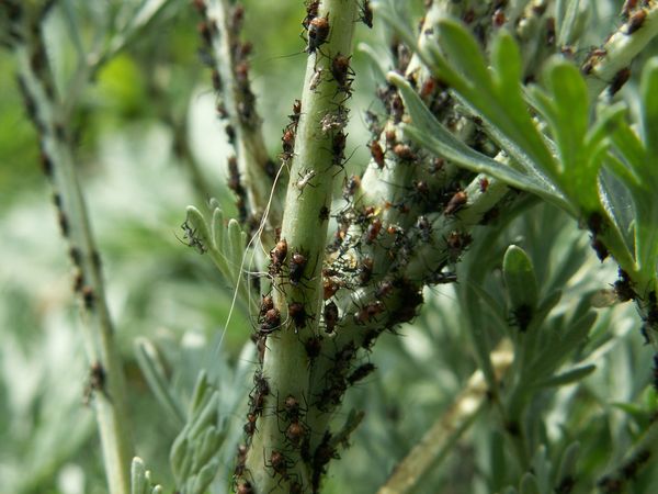 Ongediertebestrijding in de tuin