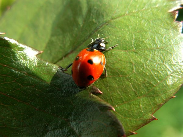 Ongediertebestrijding in de tuin