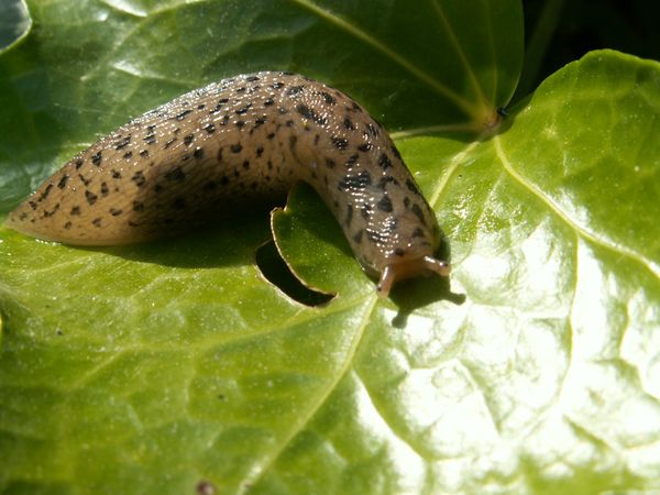 Ongediertebestrijding in de tuin
